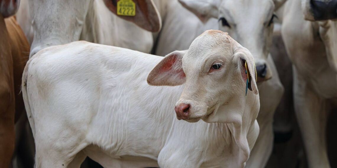 Crédito ganadero en Tabasco bajo señalamientos por reses procedentes de Centroamérica