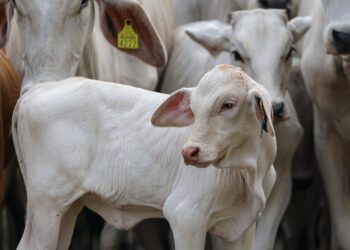 Crédito ganadero en Tabasco bajo señalamientos por reses procedentes de Centroamérica