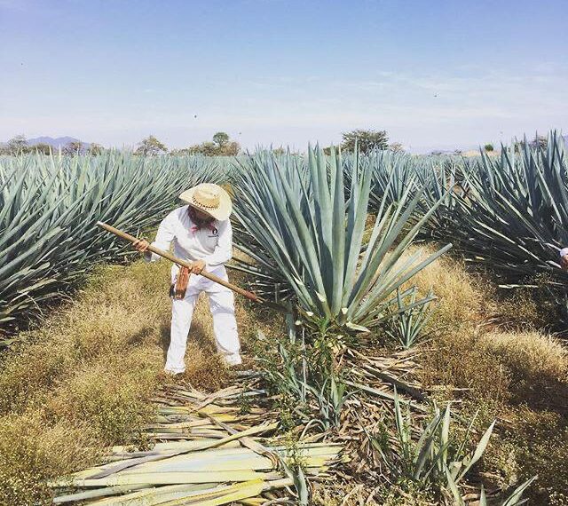 Crecer desde la raíz: la industria marca un nuevo estándar de operación