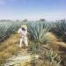 Crecer desde la raíz: la industria marca un nuevo estándar de operación