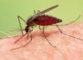 Malaria en México: el diagnóstico y la vigilancia avanzan con nuevas tecnologías