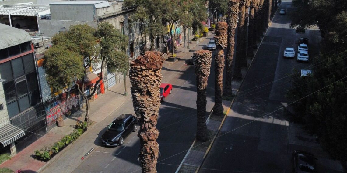 Sedema retirará 9 mil palmeras icónicas: ¿Qué plaga las amenaza?
