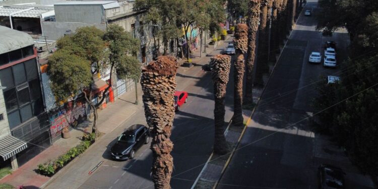 Sedema retirará 9 mil palmeras icónicas: ¿Qué plaga las amenaza?