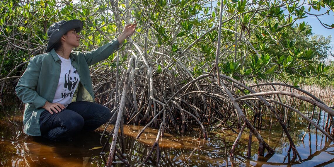El gobierno de Yucatán y WWF protegerán 580 mil hectáreas