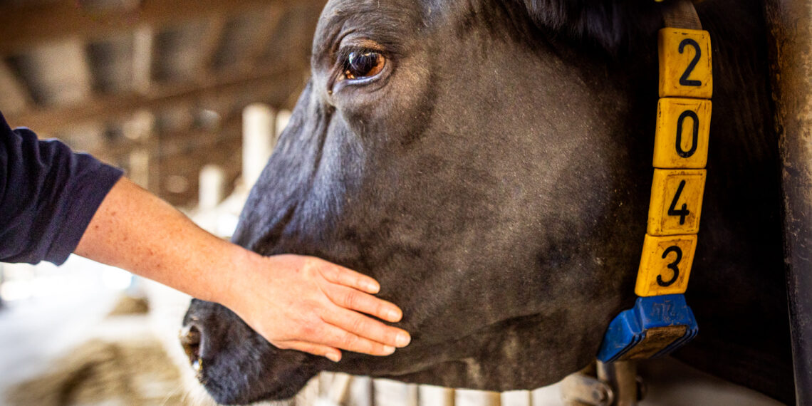 El trabajo que no se ve: veterinarios revelan el impacto oculto de su labor en la salud animal y pública