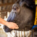 El trabajo que no se ve: veterinarios revelan el impacto oculto de su labor en la salud animal y pública
