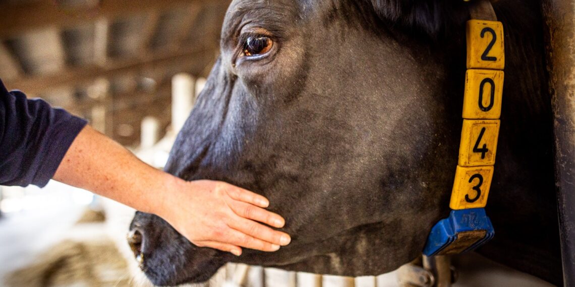 El impacto invisible de la atención veterinaria: Encuesta global a veterinarios genera una nueva perspectiva en salud animal.