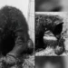 Muere la osa «Mina» nueve meses después de haber sido rescatada por fundación de Hidalgo