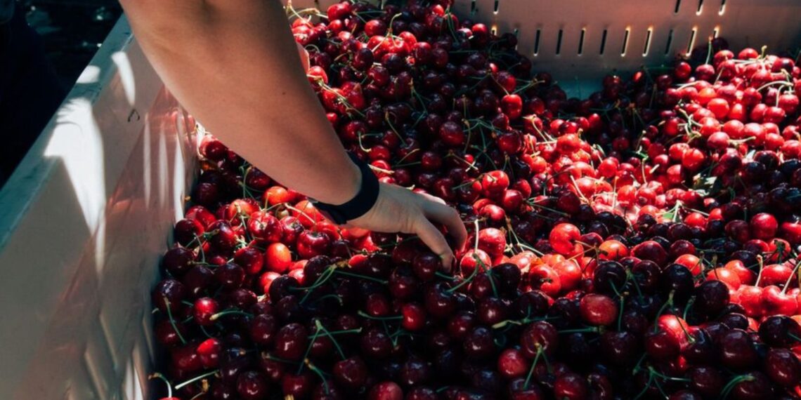 ¡Llegaron las Cerezas de Verano! Mayor volumen, mejor calidad y sabor excepcional