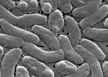 Alertan por la presencia de una bacteria carnívora en costas de Louisiana; aumentan los casos