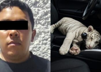 De película: detienen en Iztapalapa a sujeto que trasladaba una cría de tigre blanco