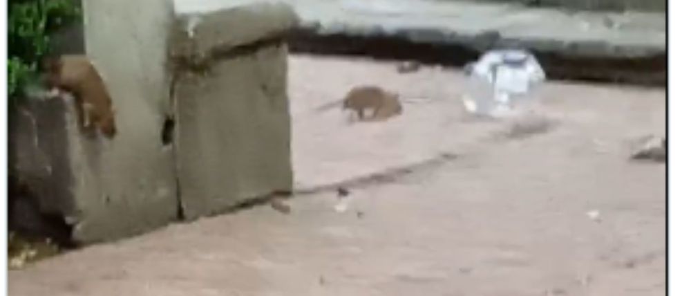 Denuncian plaga de ratas y mosquitos en el Jardín Tabacalera en la Cuauhtémoc