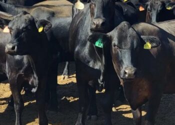 Únicamente las Californias quedan libres de la plaga del gusano barrenador