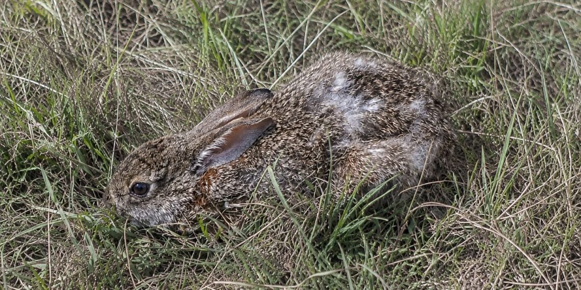 Proteger la biodiversidad, elemento fundamental del nuevo desarrollo urbano responsable