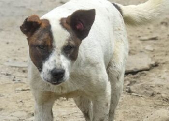 Indignación en Tlatelolco por la muerte de un perro al caer desde el piso 11 de un edificio