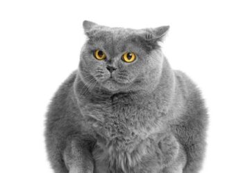 Un estudio revela menores tasas de sobrepeso entre los gatos alimentados con dietas veganas