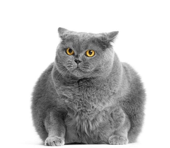 Un estudio revela menores tasas de sobrepeso entre los gatos alimentados con dietas veganas