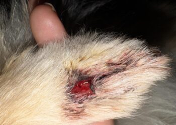 ¿Mordieron a tu perro? Por qué no basta con desinfectar la herida