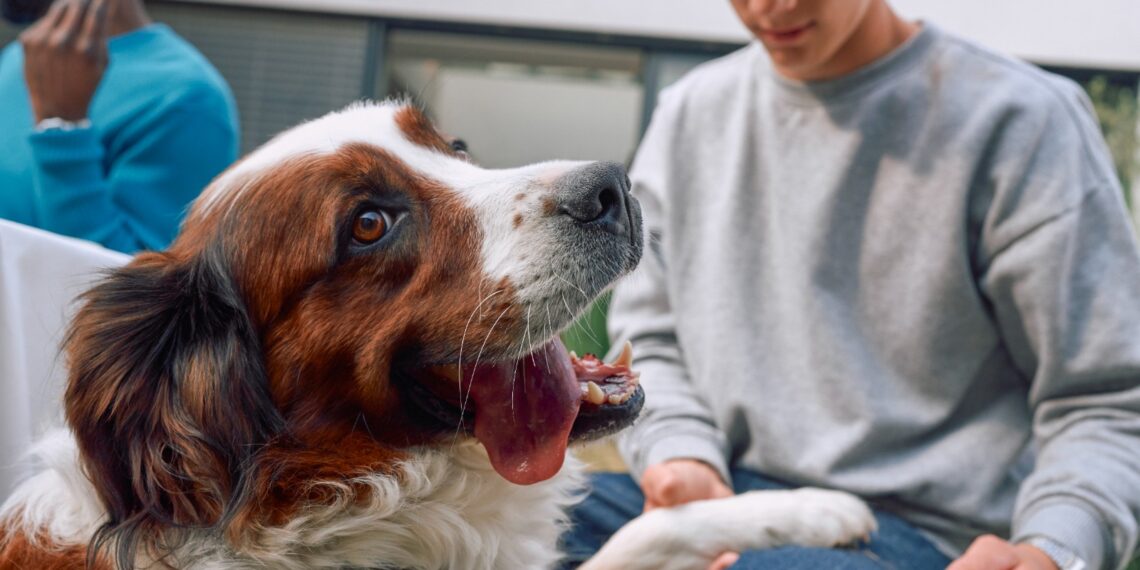 Uso responsable de medicamentos veterinarios protege la salud de las mascotas