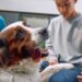 Uso responsable de medicamentos veterinarios protege la salud de las mascotas