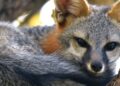 Detectan rabia en una zorra gris en Cancún y la someten a eutanasia; buscan a quienes tuvieron contacto con el ejemplar
