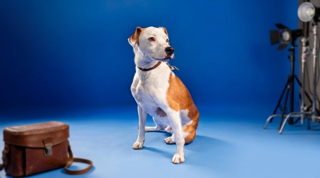 Pawternity, una plataforma que conecta mascotas en adopción con nuevas familias